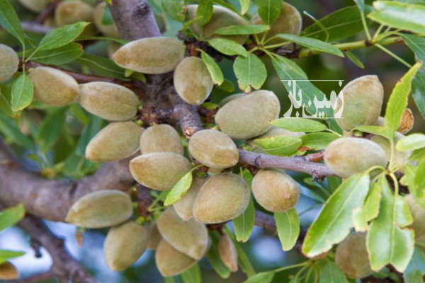 باغچه کشاورزی قابلیت ساخت خانه باغ خیابان ۲۲بهمن-2