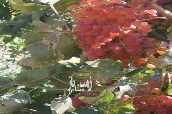 باغچه کشاورزی قابلیت ساخت خانه باغ خیابان ۲۲بهمن-4