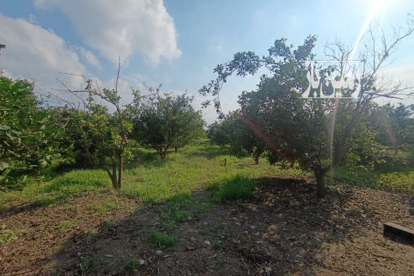 زمین باغی روستای شیرسوار بابل داخل بافت دارای انشعابات-2