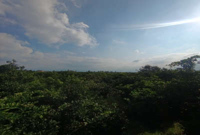 زمین باغی روستای شیرسوار بابل داخل بافت دارای انشعابات