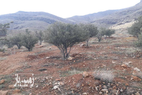 باغ در نزدیکی شیرازداریون ۲۴۰۰ متر-2