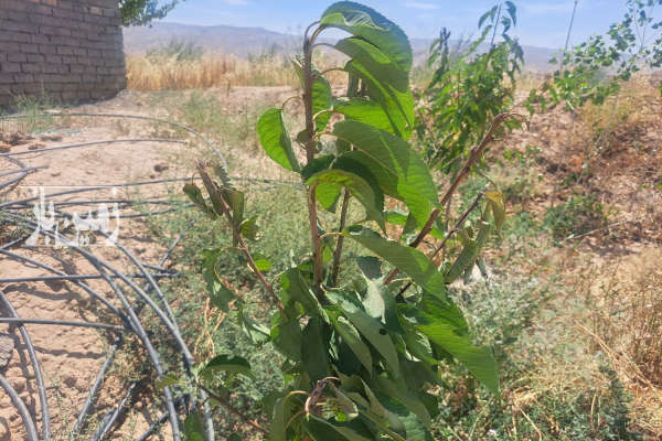 زمین باغی ۵۰۰ متر در جاده اخلمد روستای قزلر-1