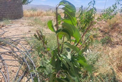 زمین باغی ۵۰۰ متر در جاده اخلمد روستای قزلر