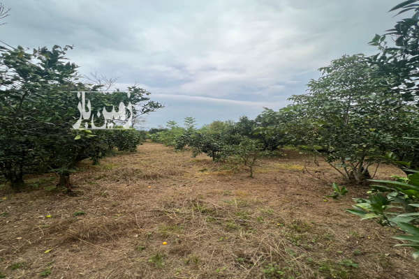 باغ پرتقال ۳۶۰۰ متری واقع در شیرود فقیه محله-1