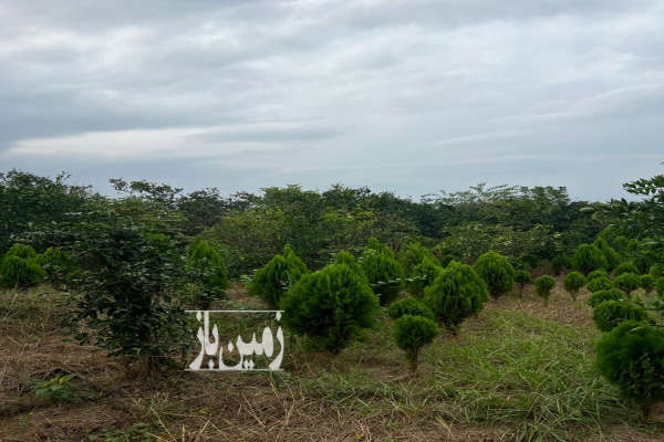 باغ پرتقال ۳۶۰۰ متری واقع در شیرود فقیه محله-2