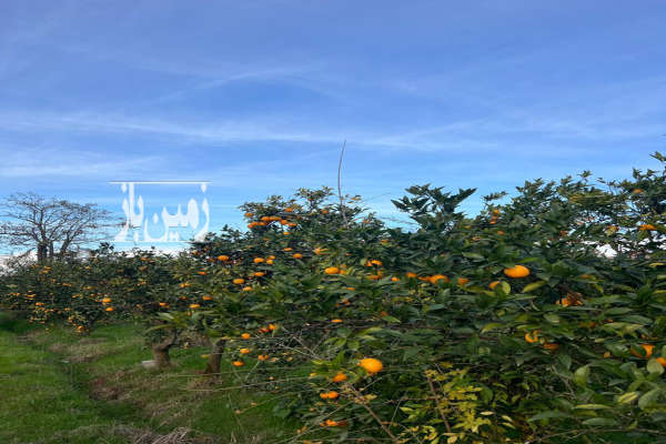 باغ پرتقال ۳۶۰۰ متری واقع در شیرود فقیه محله-4