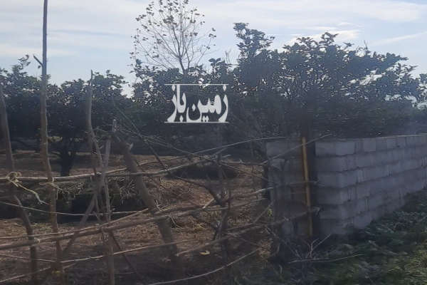 باغ پرتقال واقع در روستای مکرود نشتارود-2