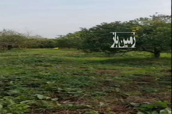 باغ پرتقال واقع در روستای مکرود نشتارود-3