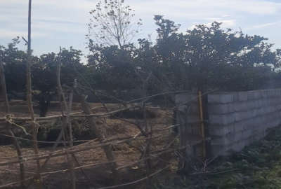 باغ پرتقال واقع در روستای مکرود نشتارود
