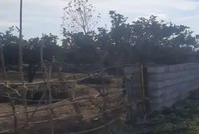 باغ پرتقال واقع در روستای مکرود نشتارود ۶۱۰ متر