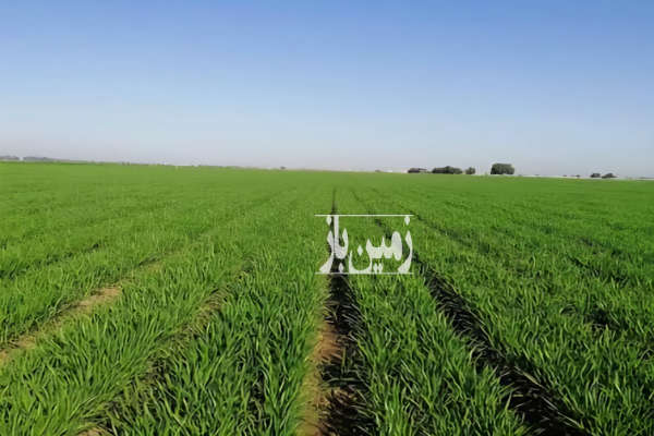 دو هکتار زمین کشاورزی در فیروزآباد شهرری-1