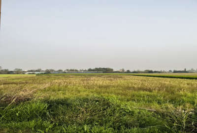 زمین کشاورزی ۶۰۰۰ متر در روستای زاغده جاده سیاهکلا