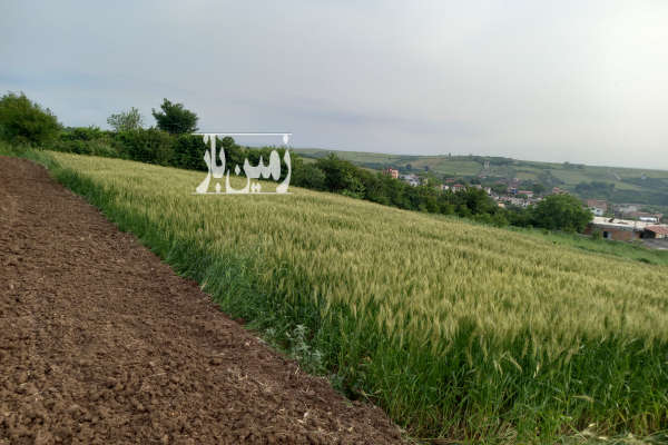 زمین ۵۵۰ متری واقع در روستای قلعه سر-2