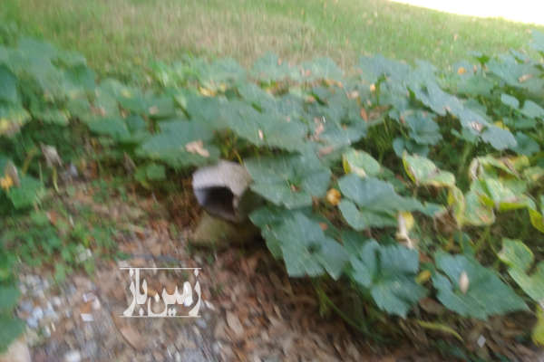 زمین ۸۰۰ متر کوچکسرا روستای زیلت-1