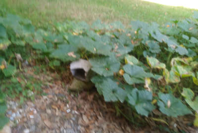 زمین ۸۰۰ متر کوچکسرا روستای زیلت