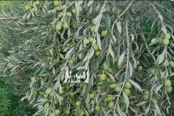 باغ زیتون و انار در طارم ۲۳۰۰۰ متر زمین-1
