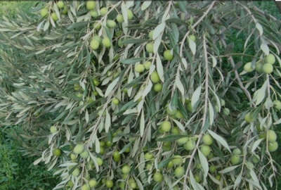 باغ زیتون و انار در طارم ۲۳۰۰۰ متر زمین