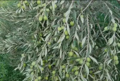 باغ زیتون و انار در طارم ۲۳۰۰۰ متر زمین