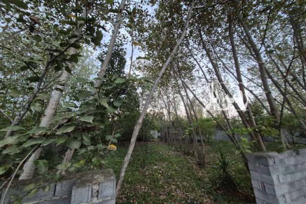 زمین ۱۰۷۰ متر مسکونی بازکیاگوراب لاهیجان-4