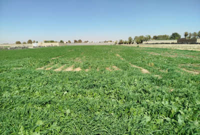زمین کشاورزی ورامین روستای رودبارک