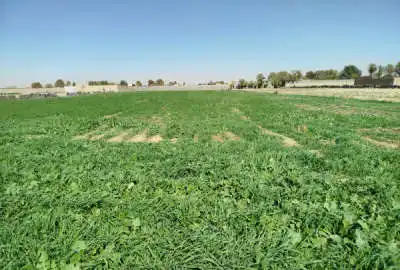زمین کشاورزی ورامین روستای رودبارک
