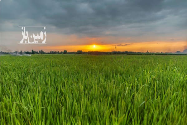 زمین شالیزاری دور فنس روستای برنجستانک-1