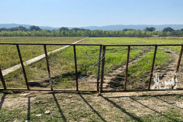 زمین شالیزاری دور فنس روستای برنجستانک-3