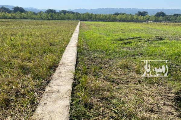 زمین شالیزاری دور فنس روستای برنجستانک-4