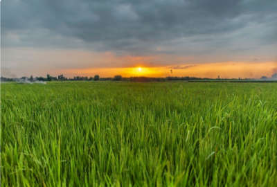 زمین شالیزاری دور فنس روستای برنجستانک