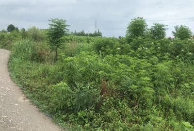 زمین به مساحت ۲۸۵ متر در نشتارود خیابان ۱۵ خرداد