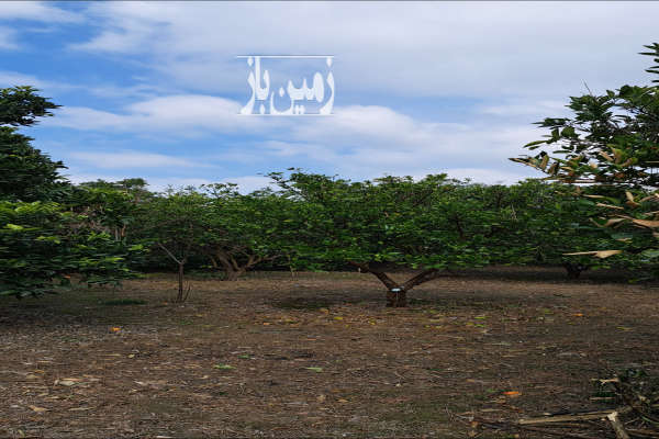 باغ پرتقال و تامسون روبروی شهرک صنعتی رستمکلا-1