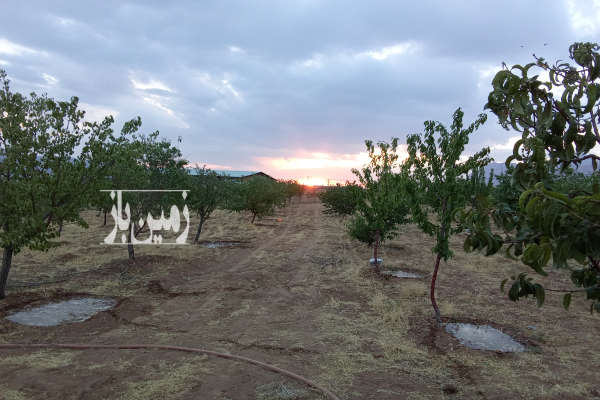 باغ ۵۰۰۰ مترمربع در روستای قرقر-1