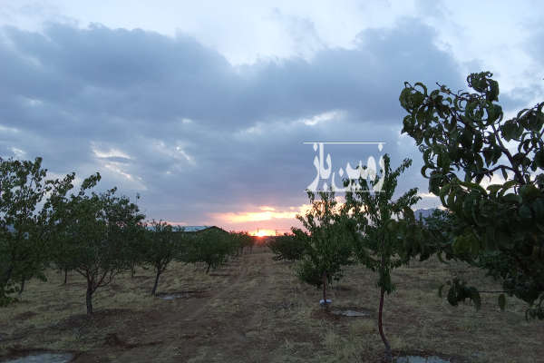 باغ ۵۰۰۰ مترمربع در روستای قرقر-2