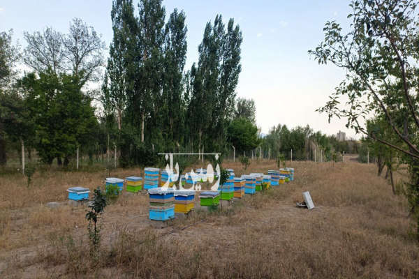 فروش باغ ۳۰۰۰ متری در روستای گرده نمین-2