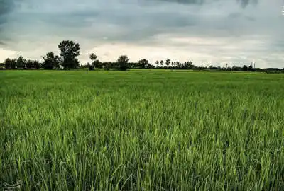 زمین کشاورزی درشاندرمن روستای سیاهدوله