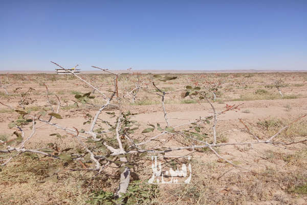 زمین پسته بین روستای بداغ اباد و احمد اباد-1