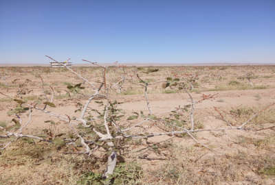 زمین پسته بین روستای بداغ اباد و احمد اباد