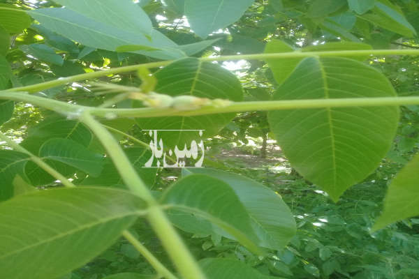 باغ گردوی سه ساله ۷۰ اصلحه و پرتقال کاراکارا ۶۰ اصله-1