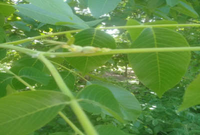 باغ گردوی سه ساله ۷۰ اصلحه و پرتقال کاراکارا ۶۰ اصله