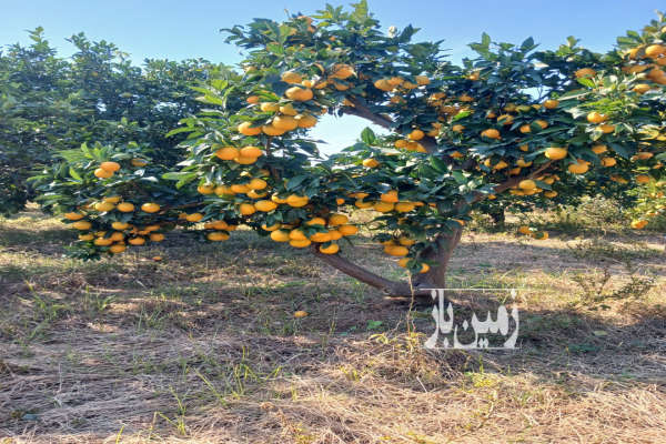 زمین کشاورزی در ساری جاده جویبار روستای رگندشت-1