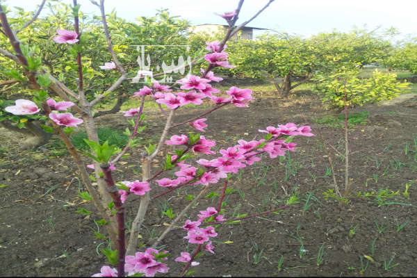 زمین کشاورزی در ساری جاده جویبار روستای رگندشت-2