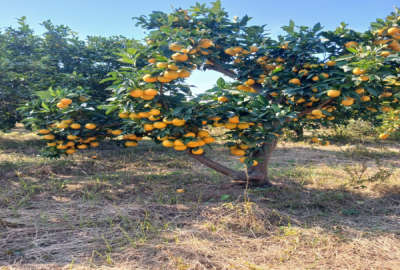 زمین کشاورزی در ساری جاده جویبار روستای رگندشت