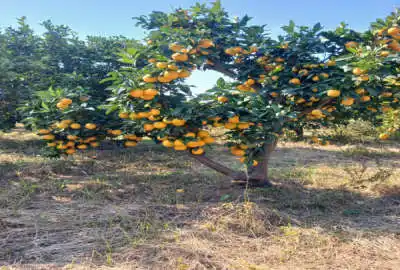 زمین کشاورزی در ساری جاده جویبار روستای رگندشت