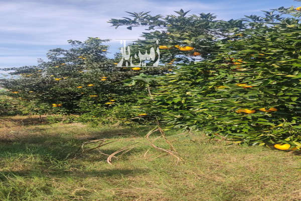 زمین باغی ۱۵۰ متردارای درخت پرتقال-2