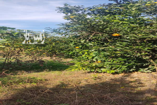 زمین باغی ۱۵۰ متردارای درخت پرتقال-3