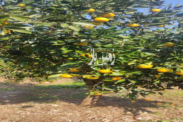 زمین باغی ۱۵۰ متردارای درخت پرتقال-4