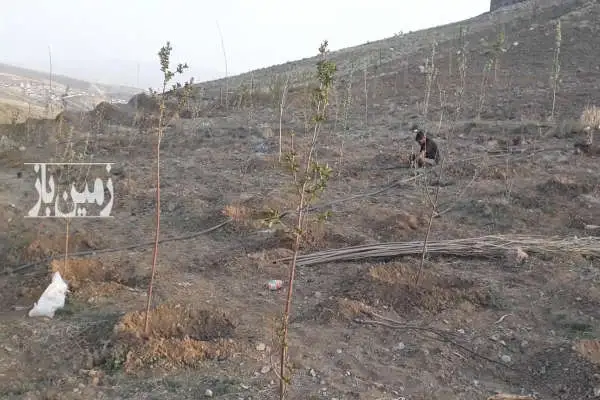 زمین ۵۰۰ متری در رودهن روستای گلاهک - تصویر 3
