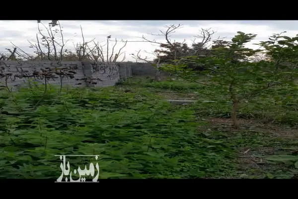 زمین بافت باغی آمل روستای کلیکان - تصویر 2