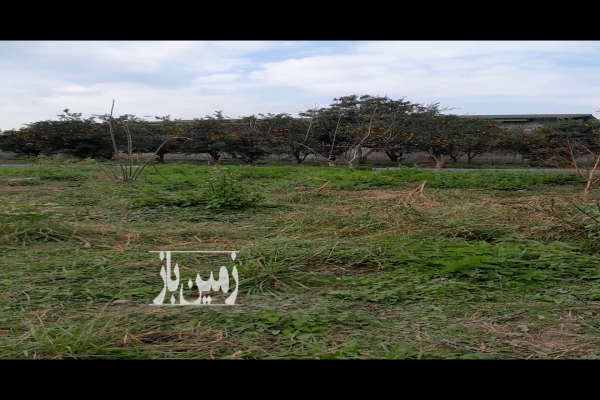 زمین بافت باغی آمل روستای کلیکان-4