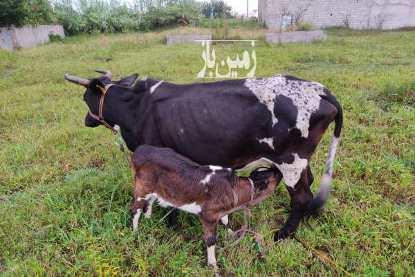 زمین در فومن حاجی اباد ۲۰۷ متر-3